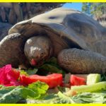 Померла найстаріша галапагоська черепаха зоопарку Сан-Дієго