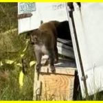 У США застрелили мавпу, що втекла з лабораторії