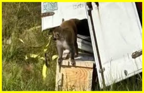 У США застрелили мавпу, що втекла з лабораторії