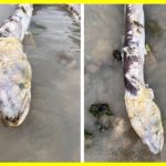 Загадкова риба-зомбі на пляжі Уортінгу