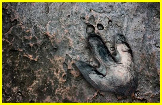 Сенсаційне відкриття: тисячі слідів динозаврів у національному парку Стельвіо в Альпах