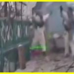 Троє російських окупантів із піднятими руками дружньо вийшли з укриття та склали зброю перед українським роботом