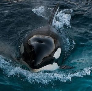Gladys the White Killer Whale in the Strait of Gibraltar