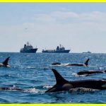 Косатки атакують кораблі біля Іспанії та Португалії