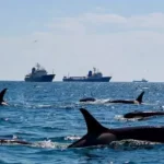 Killer Whales Attacking Boats Near Spain and Portugal