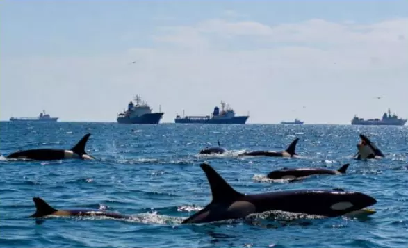 Killer Whales Attacking Boats Near Spain and Portugal