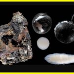 Mysterious Black Eggs Found 20,000 Feet Deep in the Pacific Reveal Shocking Secret