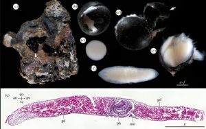 Black eggs of unknown creatures have been found in the depths of the ocean