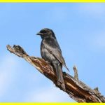 Хитрі брехуни пустелі Калахарі: як жалобні дронго обманюють інших тварин