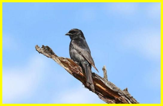 Хитрі брехуни пустелі Калахарі: як жалобні дронго обманюють інших тварин