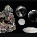 Black eggs of unknown creatures have been found in the depths of the ocean