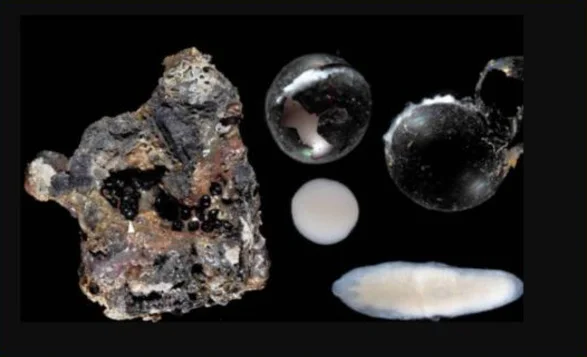 Black eggs of unknown creatures have been found in the depths of the ocean