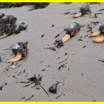Bizarre One-Legged Creatures Invade English Beach