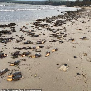 Bizarre One-Legged Creatures Invade English Beach
