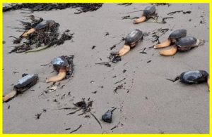 Bizarre One-Legged Creatures Invade English Beach