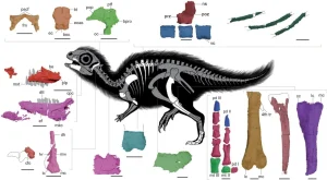 New Fluffy Dinosaur Species Doolysaurus huhmini Discovered in South Korea