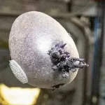 A strange object with Long appendages was spotted on the ISS