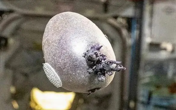 A strange object with Long appendages was spotted on the ISS