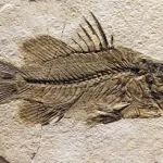 A 244-million-year-old species of ancient fish has been discovered in China. стародавній вид риб