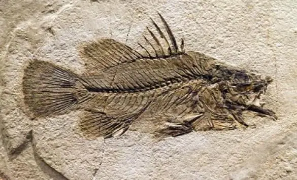 A 244-million-year-old species of ancient fish has been discovered in China. стародавній вид риб