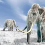 DNA of bacteria from a mammoth tooth