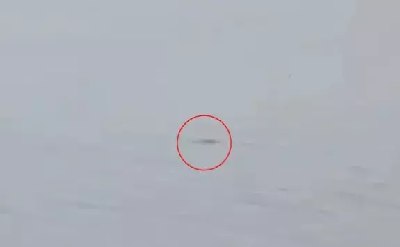 The Loch Ness Mystery Comes to Life: New Evidence of Nessie