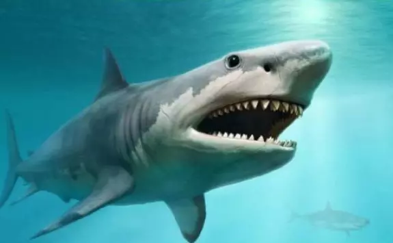 Sharks may lose their teeth