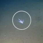 Unidentified organism in the Pacific Ocean: Scientists find mysterious creature
