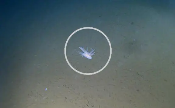 Unidentified organism in the Pacific Ocean: Scientists find mysterious creature