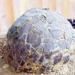 Nearly 100 Dinosaur Eggs Found in France at 72 Million Years Old