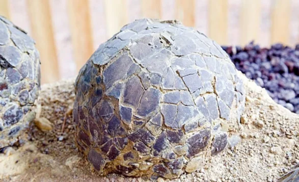 Nearly 100 Dinosaur Eggs Found in France at 72 Million Years Old