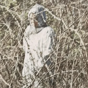 Ghost Appeared in Cemetery Photo – Mysterious Figure Caught in Virginia Image