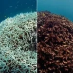 Global warming causes the largest coral reef loss in history