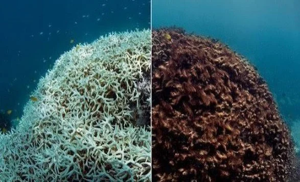 Global warming causes the largest coral reef loss in history