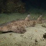 New Walking Shark Species Discovered in New Guinea