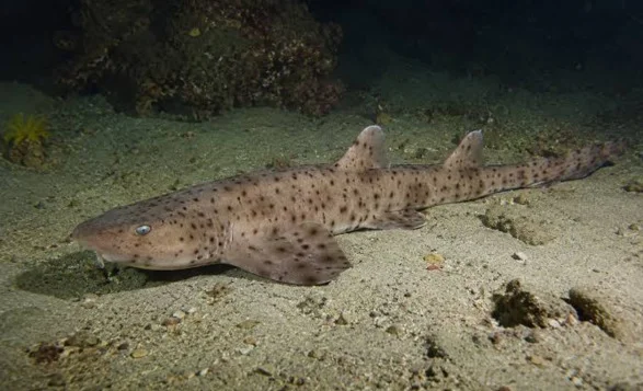 New Walking Shark Species Discovered in New Guinea