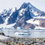 World beneath Antarctica reveals 60 million fish nests
