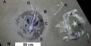 World beneath Antarctica reveals 60 million fish nests