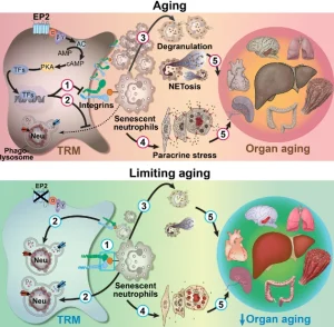 Scientists have identified a key mechanism of human aging