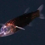 Rare deep-sea fish with transparent head filmed alive for the first time in the Atlantic Ocean