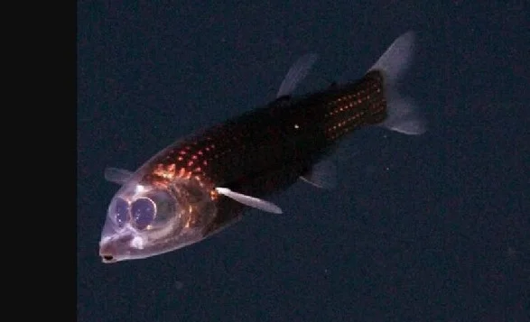 Rare deep-sea fish with transparent head filmed alive for the first time in the Atlantic Ocean