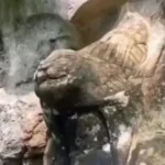 Ancient Civilization Clues Found in Brazil Amazon Jungle