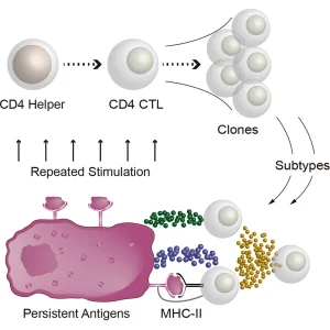 Scientists find unusual immune cells that may help explain why some people live past 100