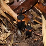 A mysterious “devil flower” found in Thailand survives in darkness and appears only briefly