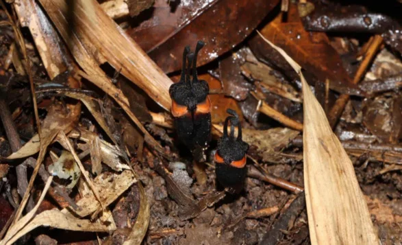 A mysterious “devil flower” found in Thailand survives in darkness and appears only briefly