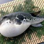 Climate Change is Making Japanese Puffer Fish More Dangerous