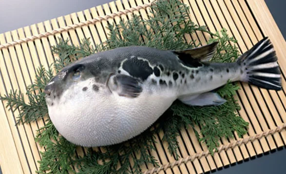 Climate Change is Making Japanese Puffer Fish More Dangerous