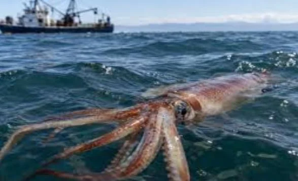 Squid Populations Are Exploding Across the World’s Oceans