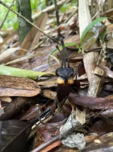 A mysterious “devil flower” found in Thailand survives in darkness and appears only briefly