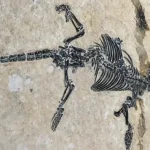 Ancient mammal fossil surprised scientists: a small animal that lived 120 million years ago